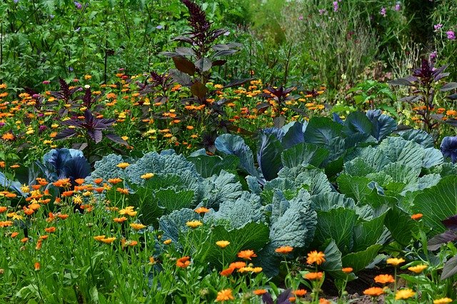 Building a permaculture Garden Can also Be Fun